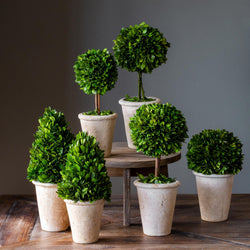 Collection of Boxwood Topiaries, Set of 6, Assorted Sizes