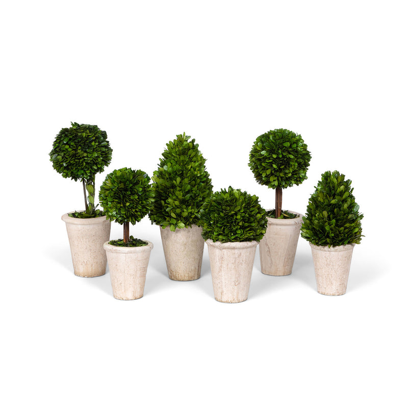 Collection of Boxwood Topiaries, Set of 6, Assorted Sizes