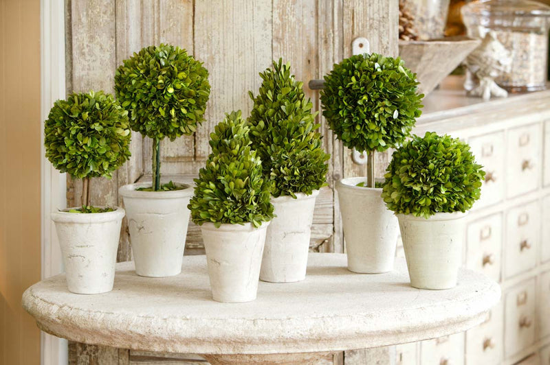 Collection of Boxwood Topiaries, Set of 6, Assorted Sizes