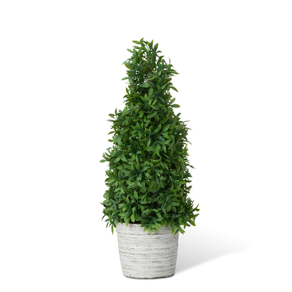 Mountain Savory Cone Topiary, Medium