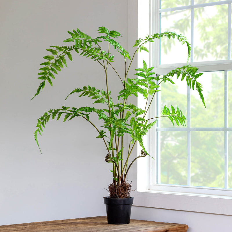 Forest Fern Plant in Growers Pot, Large