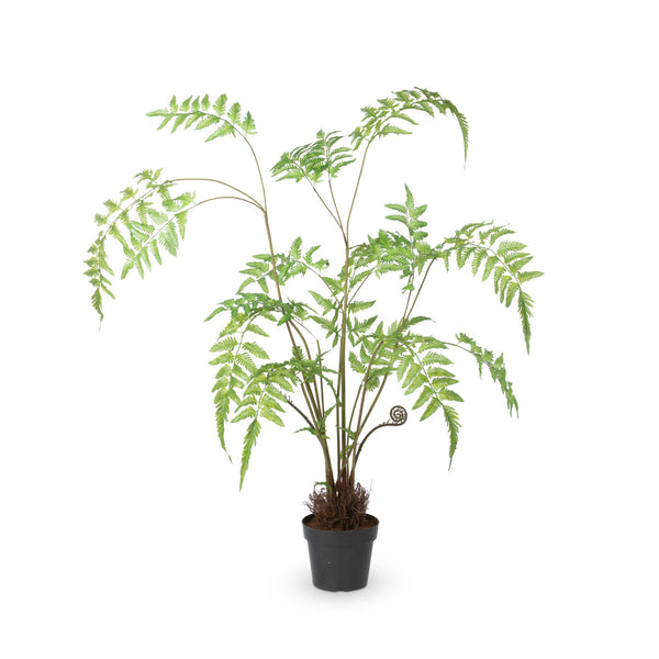 Forest Fern Plant in Growers Pot, Small