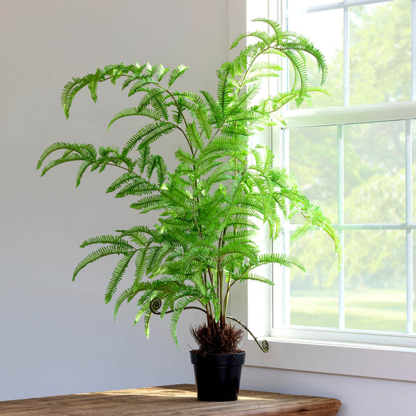 Tree Fern in Growers Pot