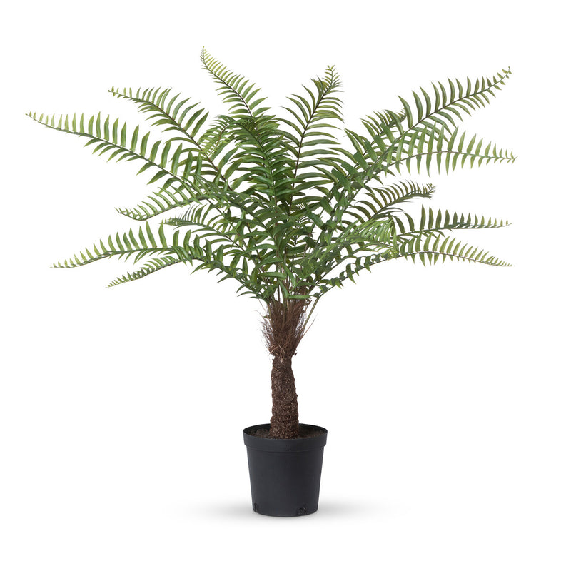 Giant Tree Fern in Growers Pot, 44 in.