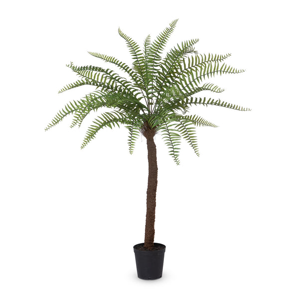 Giant Tree Fern in Growers Pot, 83 in.