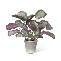 Calathea Plant, Potted, Pink Green