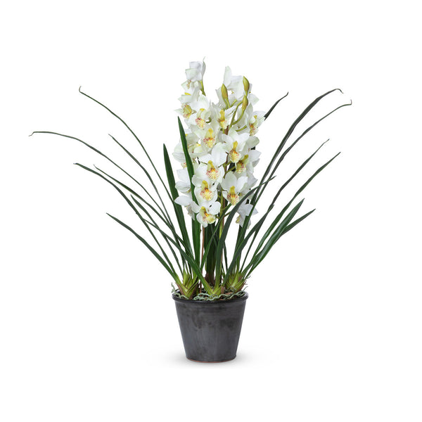 Cymbidium Plant, Potted