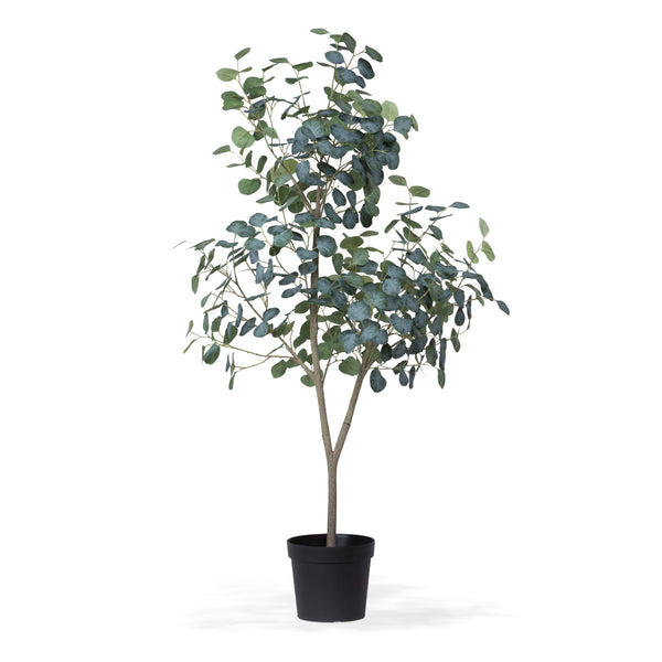 Eucalyptus Tree in Grower's Pot, 60"