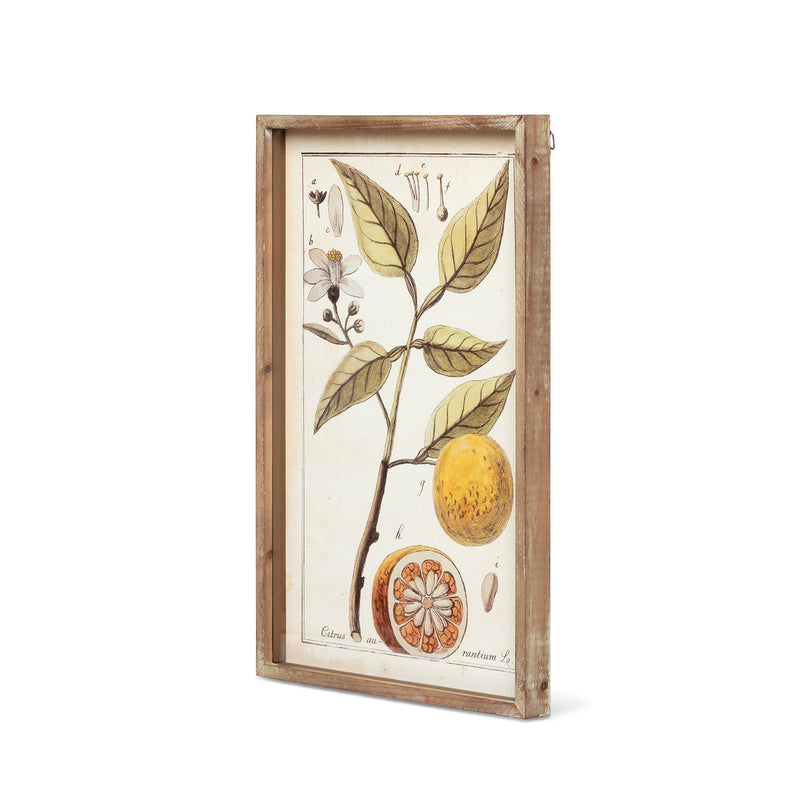 Botanical Study Citrus Prints, 2 Assorted Styles