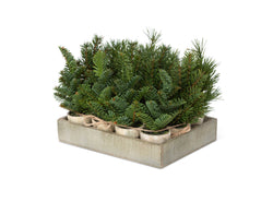 Evergreen Nursery Flat 12 pots