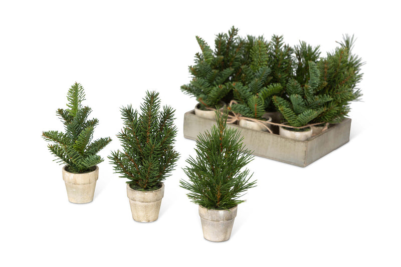 Evergreen Nursery Flat 12 pots