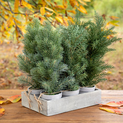 Evergreen Nursery Flat 6 pots