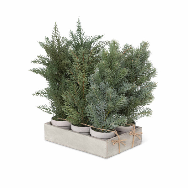 Evergreen Nursery Flat 6 pots