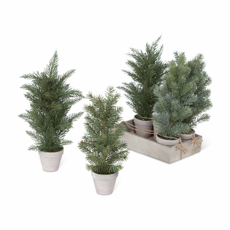 Evergreen Nursery Flat 6 pots